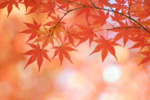 TEST APPLICATION 2